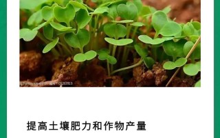 氮肥与植物生长的关系（氮肥有助于植物生根吗?）