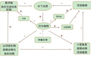 不同类型植物与水的关系（不同类型植物与水的关系有哪些）