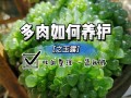 多肉植物夏季怎么养护知识（多肉植物夏季怎么养护知识大全）