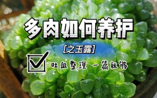 多肉植物玉露的养护小知识（多肉玉露怎样养护种植）