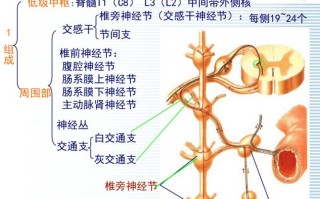 大脑皮层与植物神经的关系（大脑皮层与神经中枢的关系）