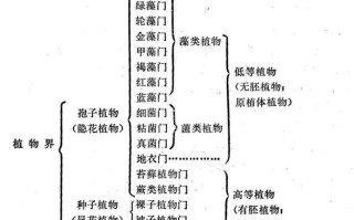 大自然与植物的关系（植物与大自然和谐共处的手抄报）