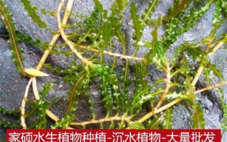 沉水植物科普知识（沉水植物科普知识有哪些）