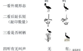 白鹭与植物的关系是什么（白鹭和白鹭的区别）