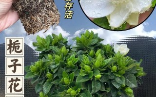 东北绿植盆栽怎么养护和管理（适合东北的盆栽花）