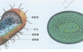 大肠杆菌与植物的关系（大肠杆菌与人体的种间关系）