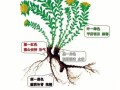 常见植物知识普及（常见植物大全 种类）