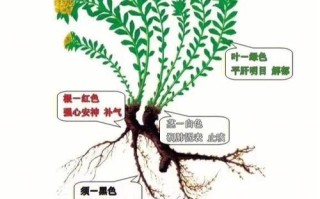 常见植物知识普及（常见植物大全 种类）