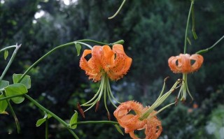 百合花植物知识大全简单（关于百合花的知识介绍和相关资料）