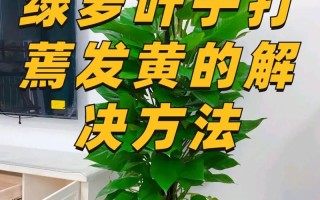 冬季北方室内绿植养护（冬季北方室内绿植养护注意事项）