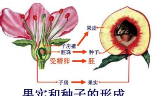 变态植物与果实的关系是什么（植物的变态器官有何生物学意义）