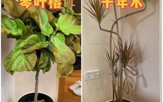 家庭植物养护小知识（家养植物怎么护理）