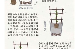 地栽植物养护知识（地栽花卉有哪些）