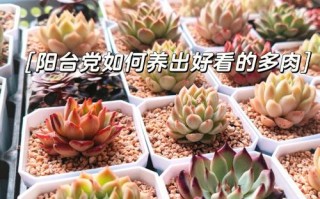 东边露台绿植好不好养护（东边露台和西边露台哪个好）