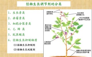 并说明其与高等植物的关系（并说明其与高等植物的关系是什么）