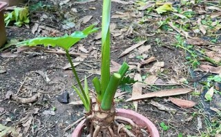 春雨植物怎样养护知识（春雨绿植怎么繁殖）