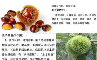 板栗相关的植物知识（简述关于板栗的功效与作用）