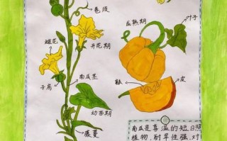 创新植物科普知识（创新植物科普知识有哪些）