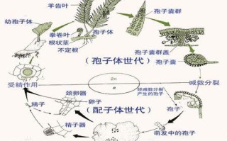 孢子植物有关知识（孢子植物有关知识点）