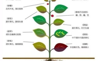 大量微量元素与植物的关系（大量微量元素与植物的关系是）