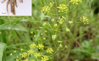 柴胡植物科普知识（柴胡植物科普知识）