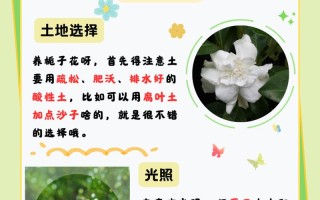 栀子花怎么养才会茂盛（栀子花怎么养才会茂盛呢）