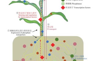 病原菌与植物生长的关系（病原细菌对植物产生的影响有哪几种）