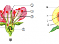 变态植物与果实的关系（植物的变态器官有何生物学意义）