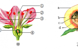 变态植物与果实的关系（植物的变态器官有何生物学意义）