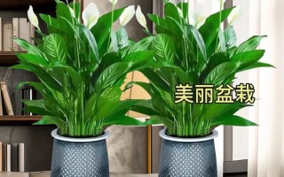 冬季大绿植盆栽怎么养护（冬季绿植怎么施肥）