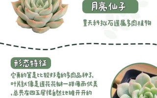 春天大叶子植物养护知识（春天叶子图片及名称）