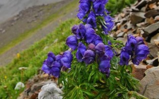 冰雪与植物生长的关系有哪些（冰雪植物图片）