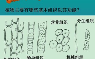 薄壁组织与植物营养的关系（薄壁组织和营养组织的区别）