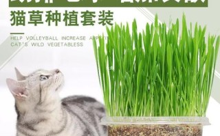 薄荷植物与猫咪的关系（猫薄荷和猫的关系）