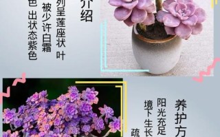 多肉植物紫乐养护知识（多肉紫乐怎么样）