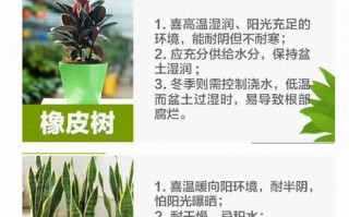 冬季繁殖绿植怎么养护和管理（冬季绿植怎么施肥）