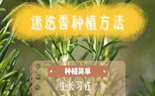 芳香植物养护知识（芳香植物养护知识点总结）