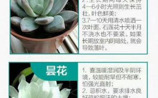 冬季车载绿植怎么养护（爱车冬季养护）