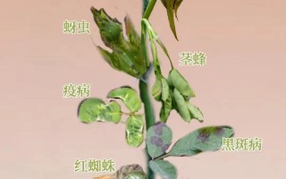 春季植物防治知识内容大全（春季植物防治知识内容大全图片）