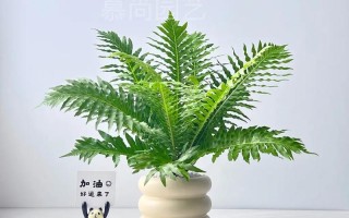 春季蕨类植物养护知识（春季蕨类植物养护知识大全）