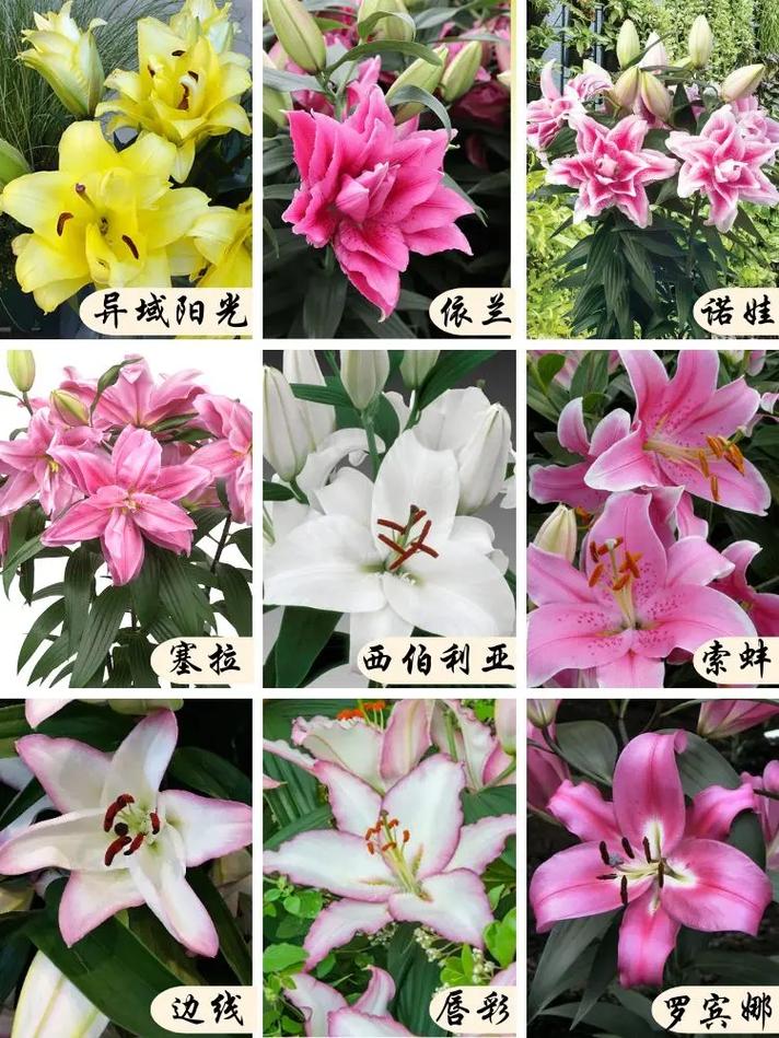 百合花植物知识（百合花植物资料）-第1张图片-多多自然网