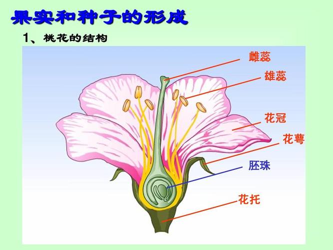 百合花植物知识（百合花植物资料）-第4张图片-多多自然网