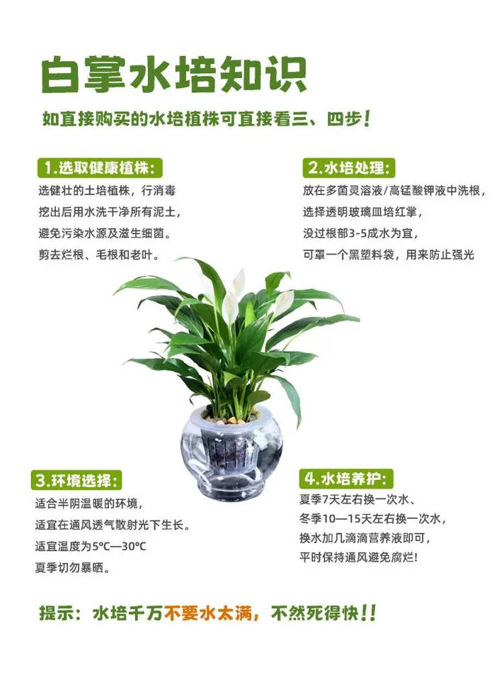 白掌水培植物保养知识（白掌水培植物保养知识大全）-第2张图片-多多自然网