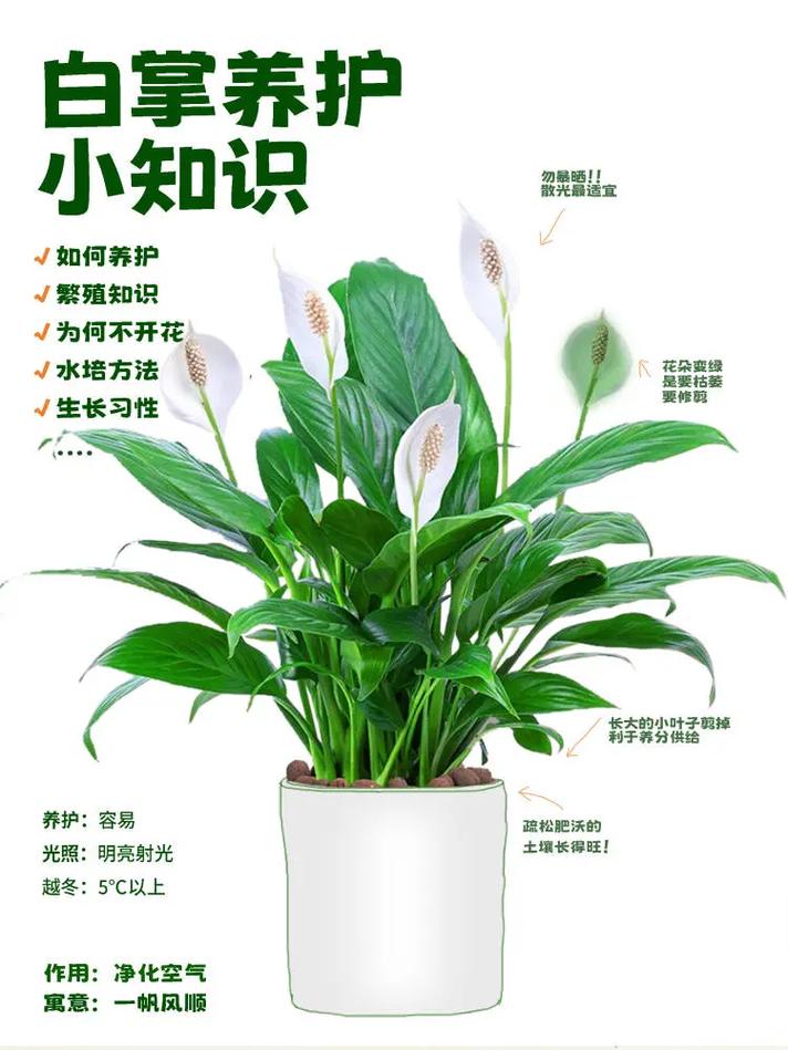 白掌水培植物保养知识（白掌水培植物保养知识大全）-第1张图片-多多自然网