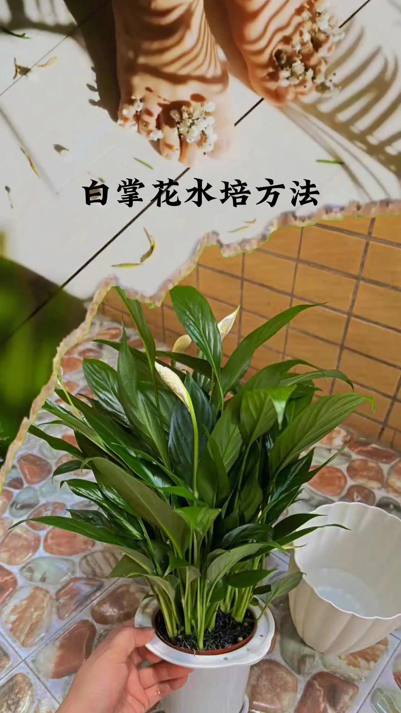 白掌水培植物保养知识（白掌水培植物保养知识大全）-第6张图片-多多自然网