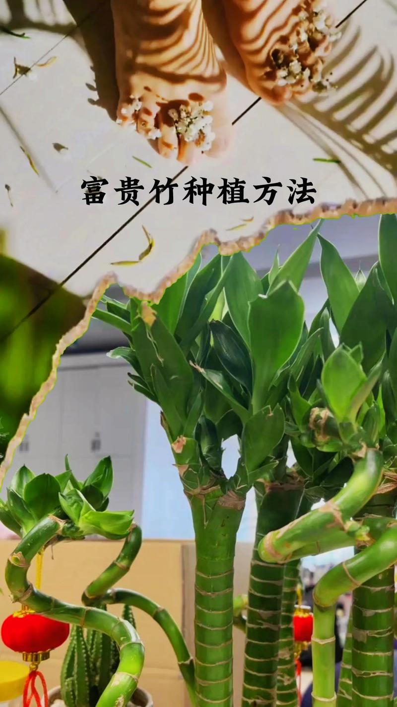 富贵竹植物养护知识（富贵竹植物养护知识培训）-第1张图片-多多自然网