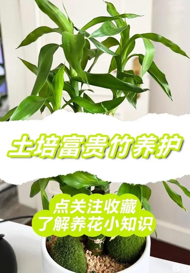 富贵竹植物养护知识（富贵竹植物养护知识培训）-第2张图片-多多自然网