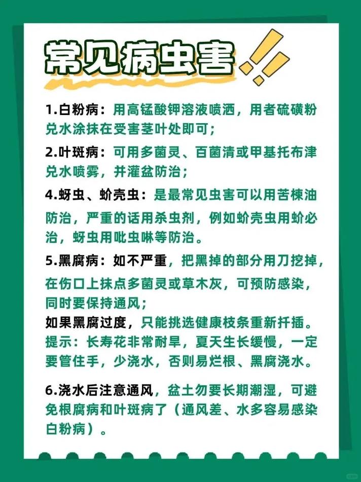 春季中型盆栽植物养护知识（春季种什么盆栽花容易成活）-第1张图片-多多自然网