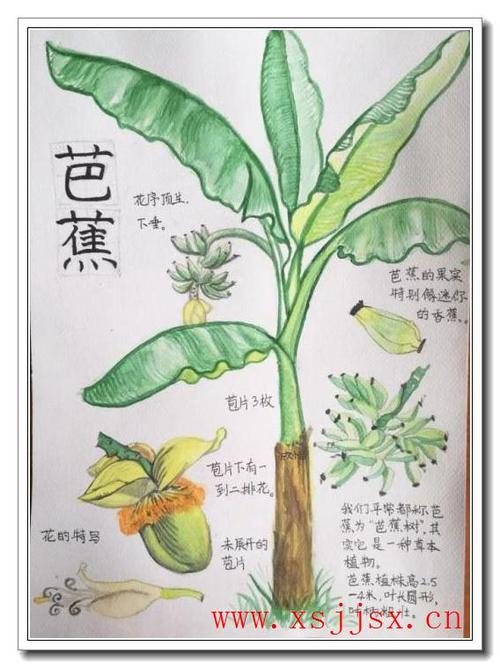 芭蕉树植物科普知识（芭蕉树植物科普知识大全）-第2张图片-多多自然网