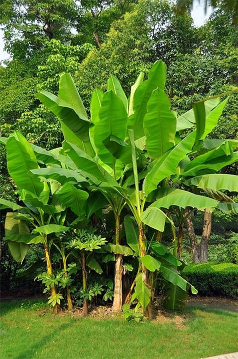 芭蕉树植物科普知识（芭蕉树植物科普知识大全）-第1张图片-多多自然网